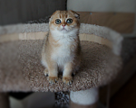 Кошки в Санкт-Петербурге: Золотая вислоухая. Девочка, Бесплатно - фото 2