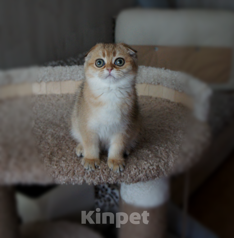 Кошки в Санкт-Петербурге: Золотая вислоухая. Девочка, Бесплатно - фото 2