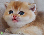 Кошки в Дмитровске: Британские котята золотая шиншилла, 20 000 руб. - фото 6