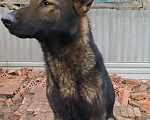 Собаки в Кропоткине: Вязка, 8 000 руб. - фото 3