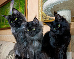 Кошки в Москве: Мейн кун девочка Девочка, 30 000 руб. - фото 4