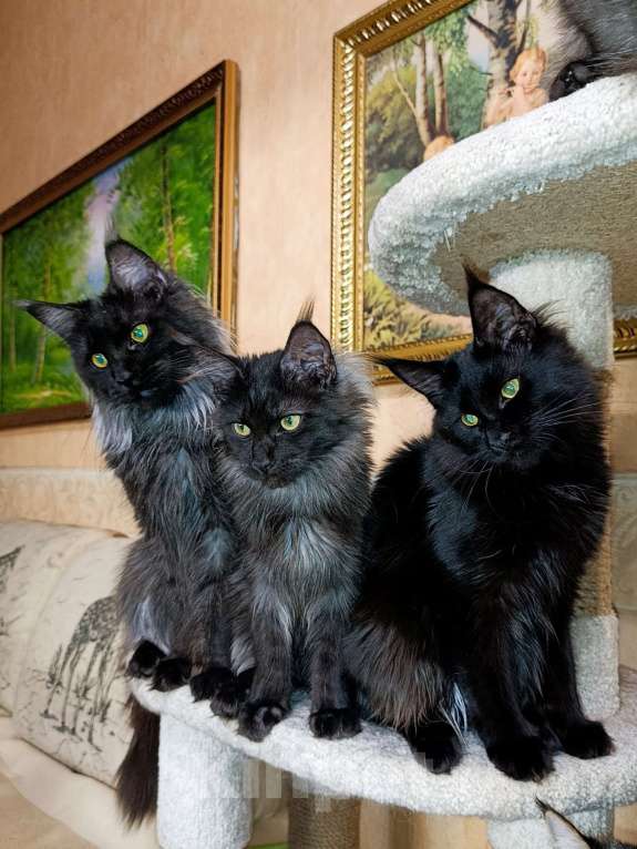 Кошки в Москве: Мейн кун девочка Девочка, 30 000 руб. - фото 4