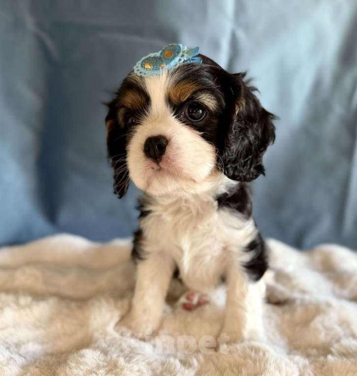 Собаки в Москве: Мальчик кавалер кинг чарльз спаниель Мальчик, 70 000 руб. - фото 4