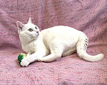 Кошки в Санкт-Петербурге: Белая кошка единственным питомцем Девочка, Бесплатно - фото 7
