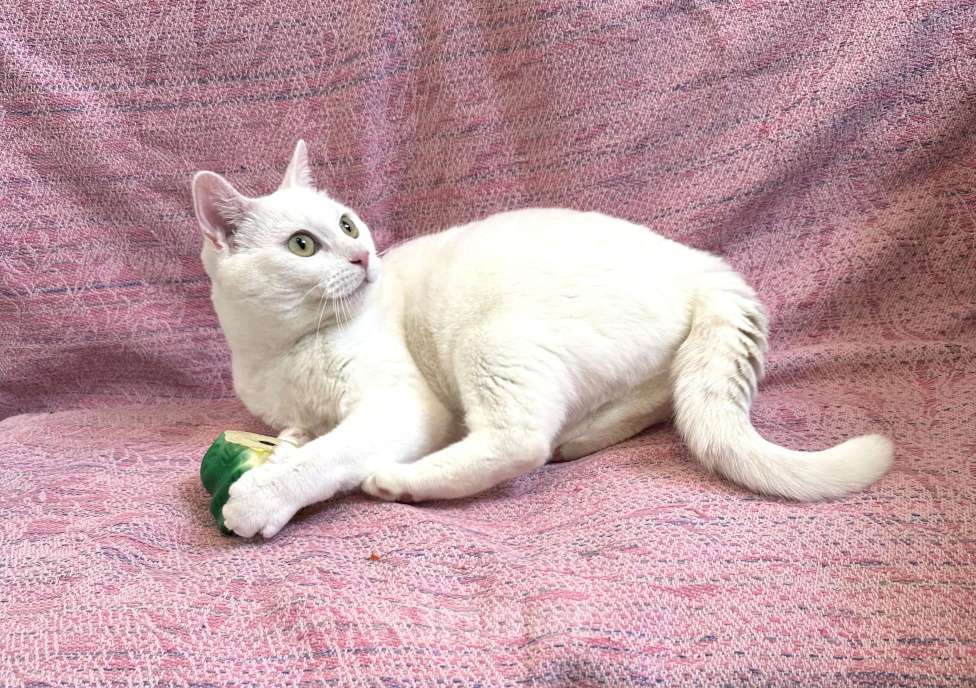 Кошки в Санкт-Петербурге: Белая кошка единственным питомцем Девочка, Бесплатно - фото 7