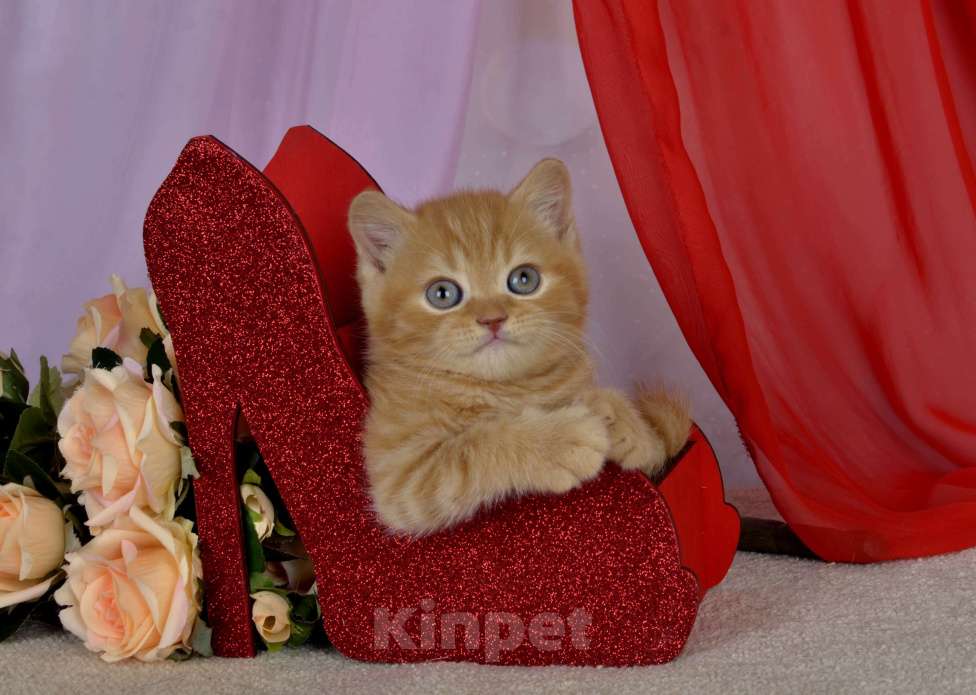 Кошки в Санкт-Петербурге: Британский котик солнечного окраса Мальчик, 45 000 руб. - фото 4