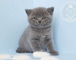 Кошки в Люберцах: Британский котенок Мальчик, 70 000 руб. - фото 1