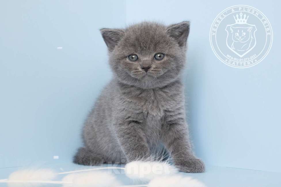 Кошки в Люберцах: Британский котенок Мальчик, 70 000 руб. - фото 1
