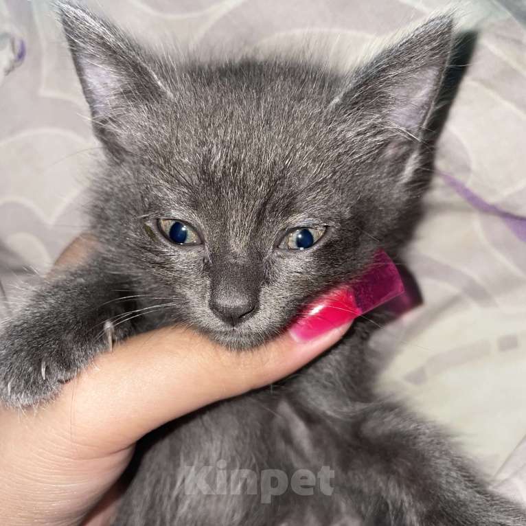 Кошки в Иркутске: отдаю даром  Девочка, Бесплатно - фото 1