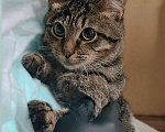 Кошки в Москве: Котик Лунтик ищет дом Мальчик, Бесплатно - фото 3