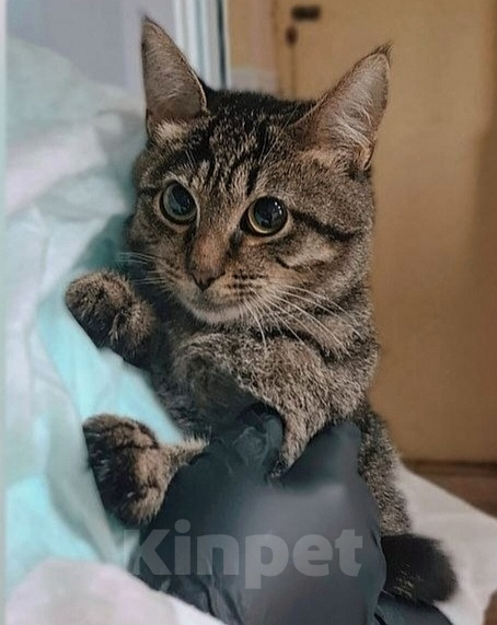 Кошки в Москве: Котик Лунтик ищет дом Мальчик, Бесплатно - фото 3