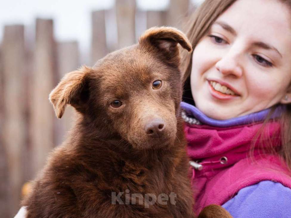 Собаки в Москве: Маленькая собачка ищет дом Девочка, Бесплатно - фото 7