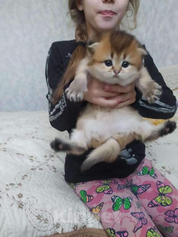 Кошки в Краснодаре: шотландская золотая шеншила Мальчик, 20 000 руб. - фото 5
