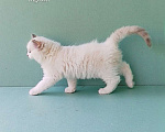 Кошки в Пензе: Котёнок девочка породы Рэгдолл - Bella Девочка, 65 000 руб. - фото 4