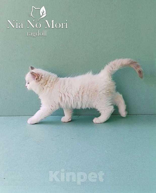Кошки в Пензе: Котёнок девочка породы Рэгдолл - Bella Девочка, 65 000 руб. - фото 4