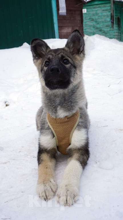 Собаки в Ногинске: Юнона Девочка, Бесплатно - фото 3