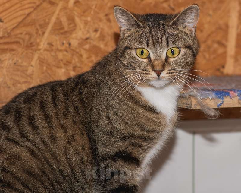 Кошки в Москве: Ласковая кошка с золотыми глазами в добрые руки Девочка, 1 руб. - фото 9