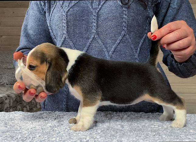 Собаки в Сочи: Щенки бигля Разнополые, 50 000 руб. - фото 8