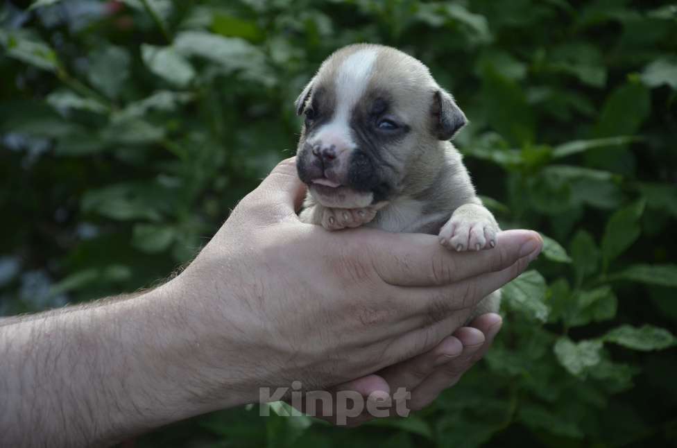 Собаки в Сургуте: американский булли покет  Мальчик, 80 000 руб. - фото 2