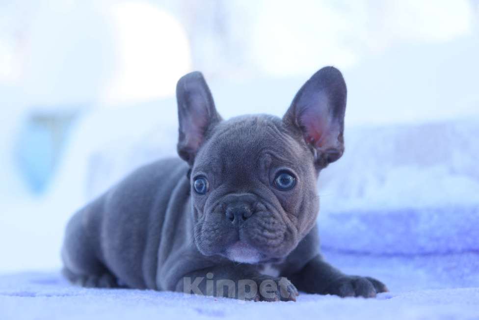 Собаки в Москве: Голубой тигр мальчик Мальчик, 60 000 руб. - фото 8