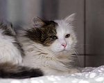 Кошки в Москве: кот Геннадий Мальчик, Бесплатно - фото 4