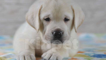 Собаки в Москве: Милые лабрадорчики Мальчик, 80 000 руб. - фото 3