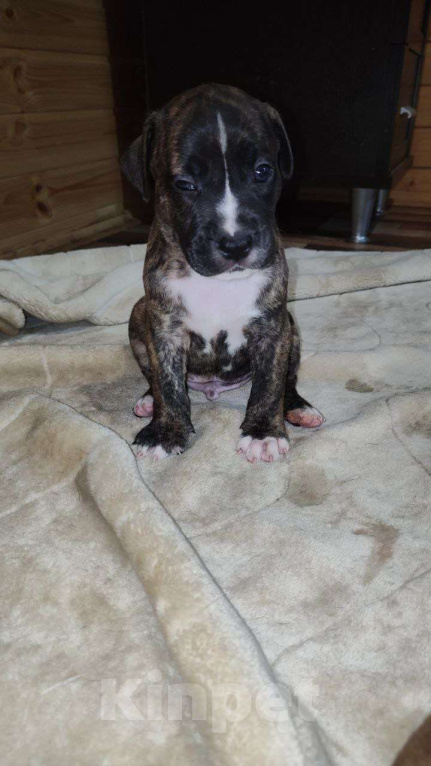 Собаки в Перми: Американский питбультерьер, щенки Девочка, 8 000 руб. - фото 4