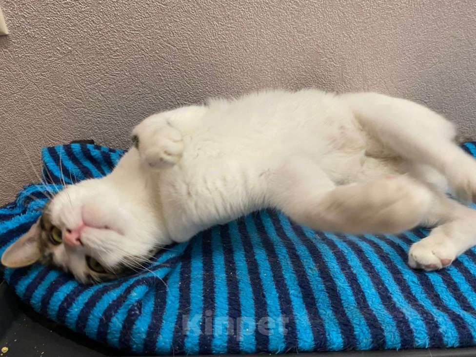 Кошки в Коломне: Емеля в поисках дома Мальчик, Бесплатно - фото 6