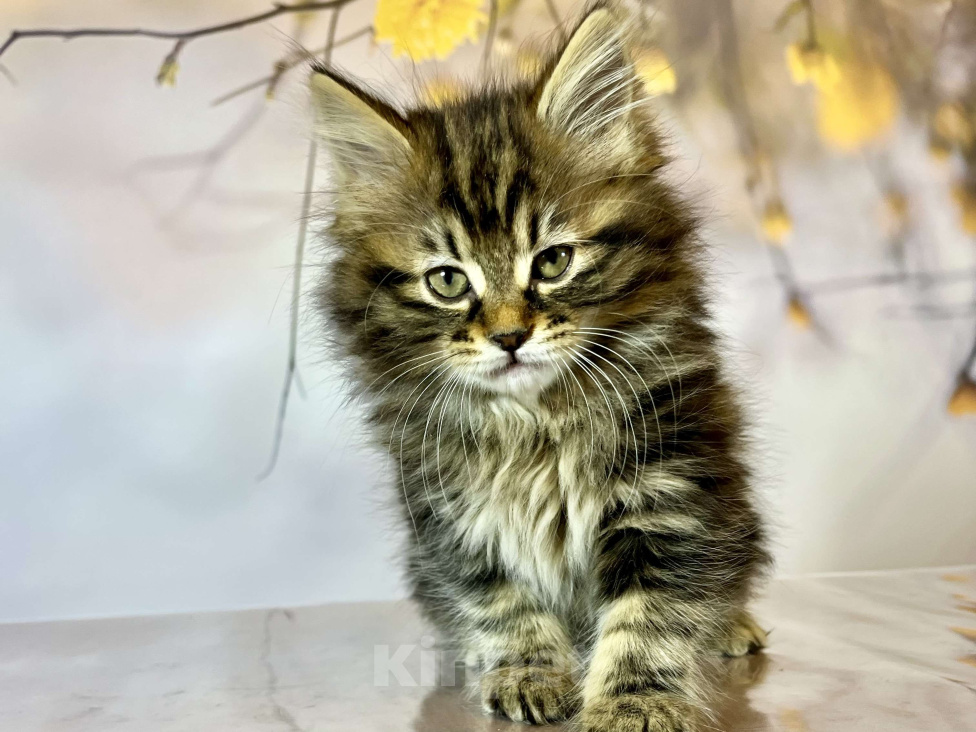 Кошки в других городах Московской области: Кошка - Fenechka  Девочка, 35 000 руб. - фото 3