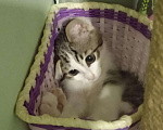 Кошки в Москве: Очаровашка Клёпа. Котенок в добрые руки. Девочка, Бесплатно - фото 4