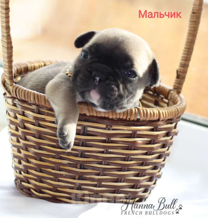 Собаки в Москве: Щенки французского бульдога от чемпионов Разнополые, 30 000 руб. - фото 4