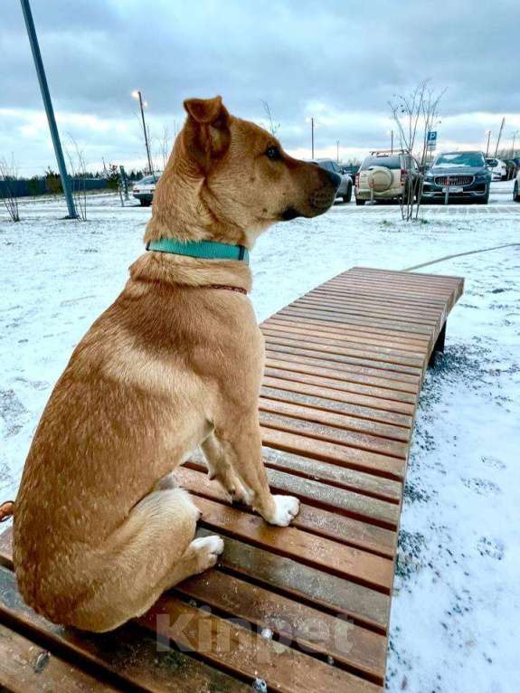 Собаки в Москве: Чили ищет дом Мальчик, Бесплатно - фото 3