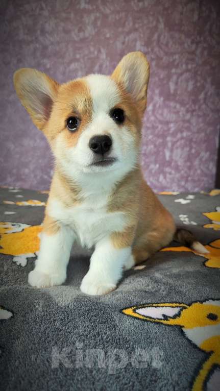 Собаки в Мценске: Девочка Дикая Орхидея Девочка, 50 000 руб. - фото 5