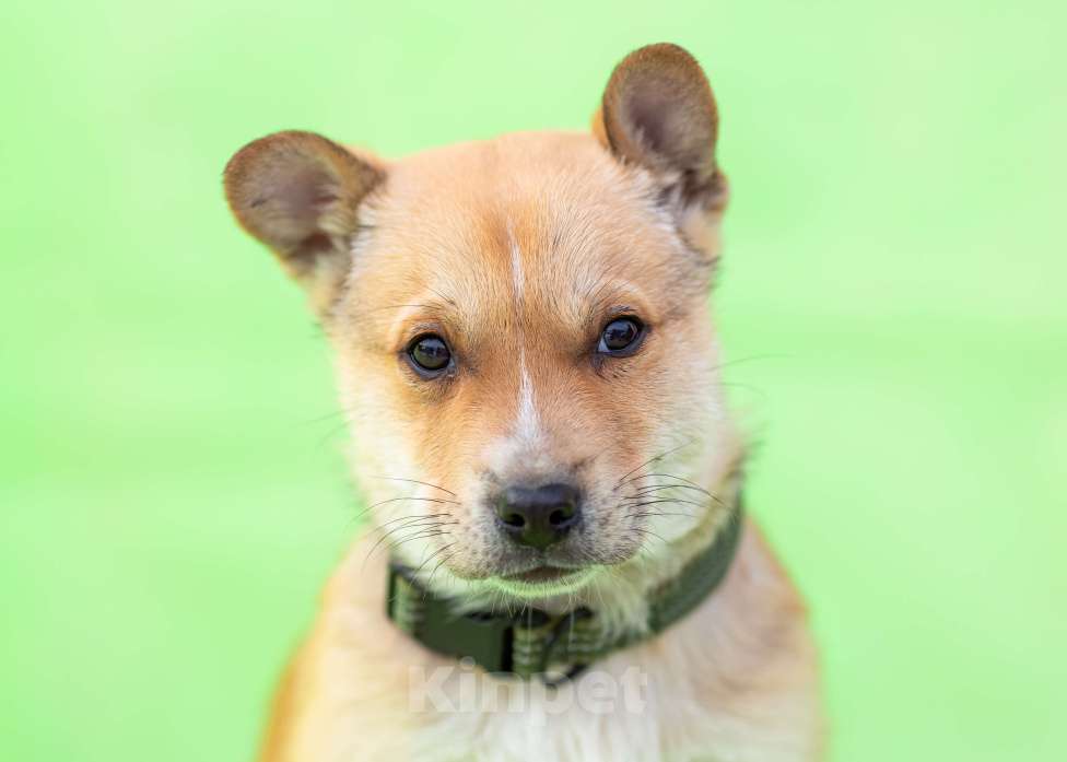 Собаки в других городах Московской области: Щенок Грэй в добрые руки Мальчик, Бесплатно - фото 3