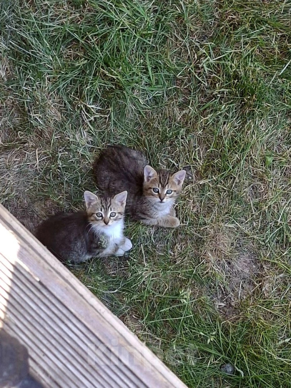 Кошки в Калуге: Котята Мальчик, Бесплатно - фото 1