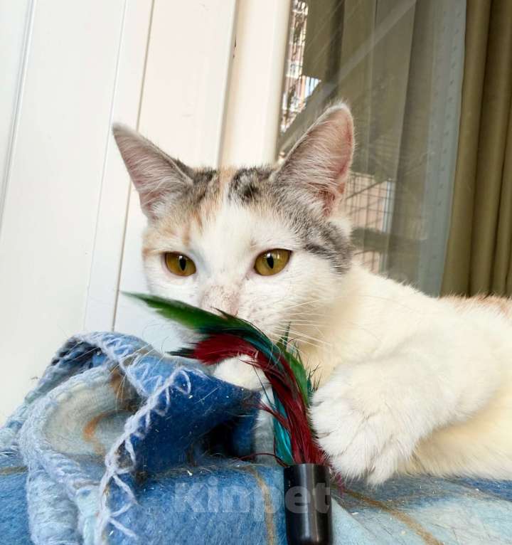 Кошки в Москве: Трехцветная котенок Зефирка в добрые руки Девочка, Бесплатно - фото 6