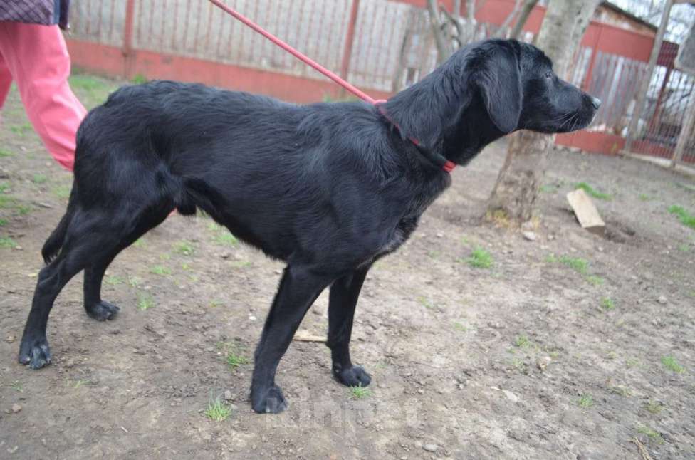 Собаки в Анапе: РОККИ СРОЧНО ИЩЕТ ДОМ Мальчик, Бесплатно - фото 6