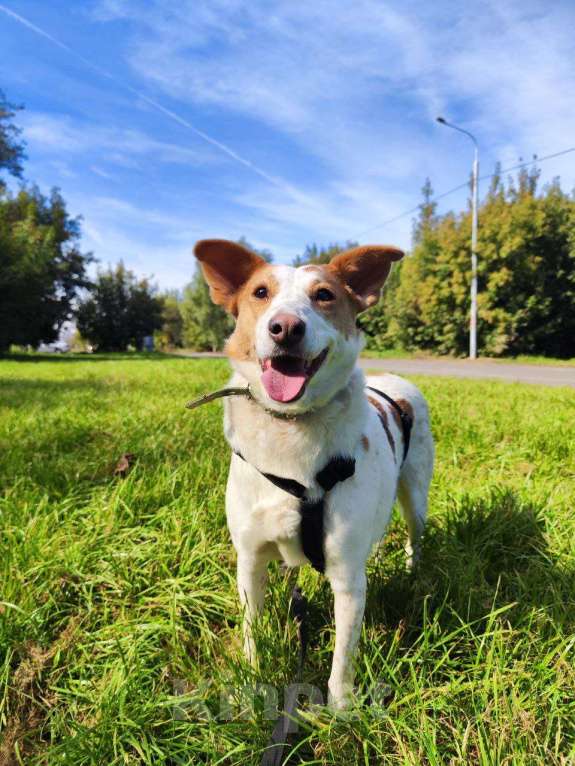 Собаки в Москве: Веснушка, девочка поцелованная солнцем Девочка, Бесплатно - фото 5