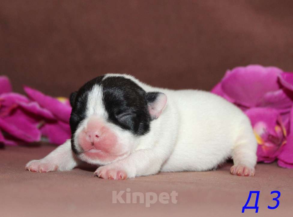 Собаки в Брянске: Французский бульдог щенки Мальчик, 30 000 руб. - фото 2