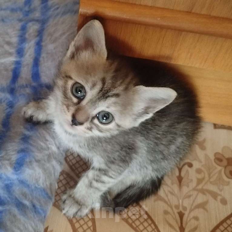 Кошки в Астрахани: Котята Разнополые, Бесплатно - фото 1