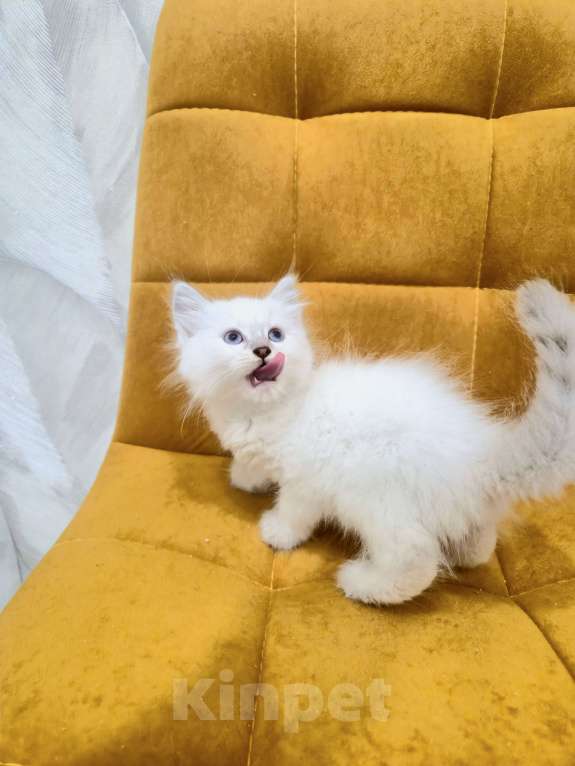 Кошки в Москве: Самая нежная малышка Рэгдолл  Девочка, 37 000 руб. - фото 6