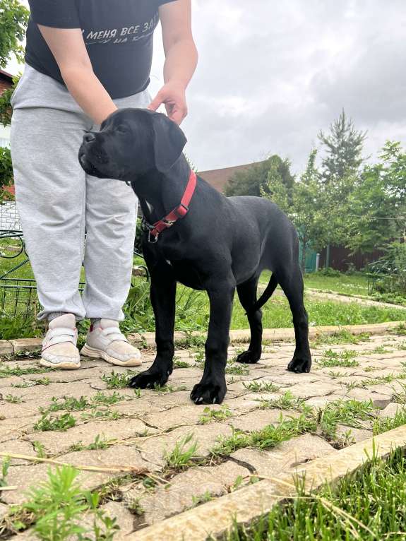 Собаки в Дмитрове: Щенок Кане Корсо Девочка, 50 000 руб. - фото 7