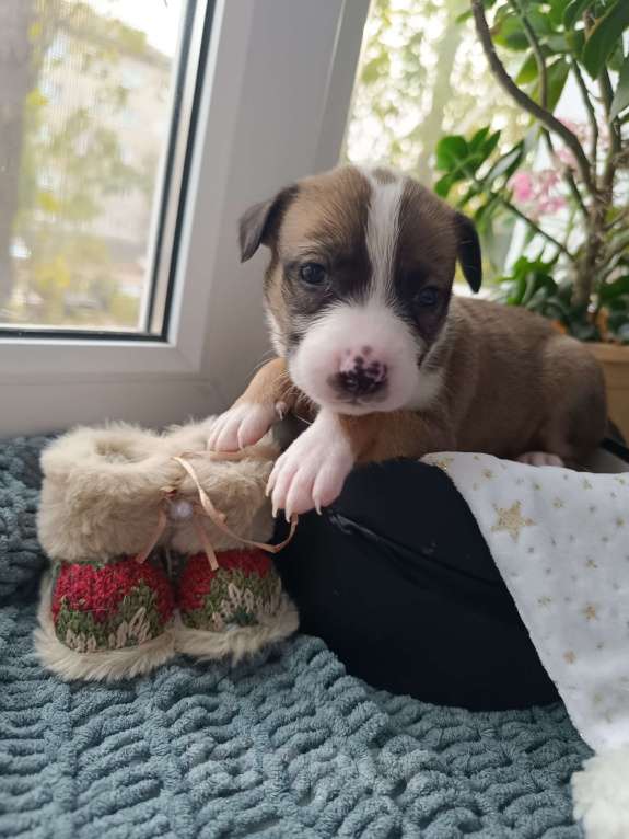 Собаки в Воронеже: Питбуль щенок Девочка, 10 000 руб. - фото 3