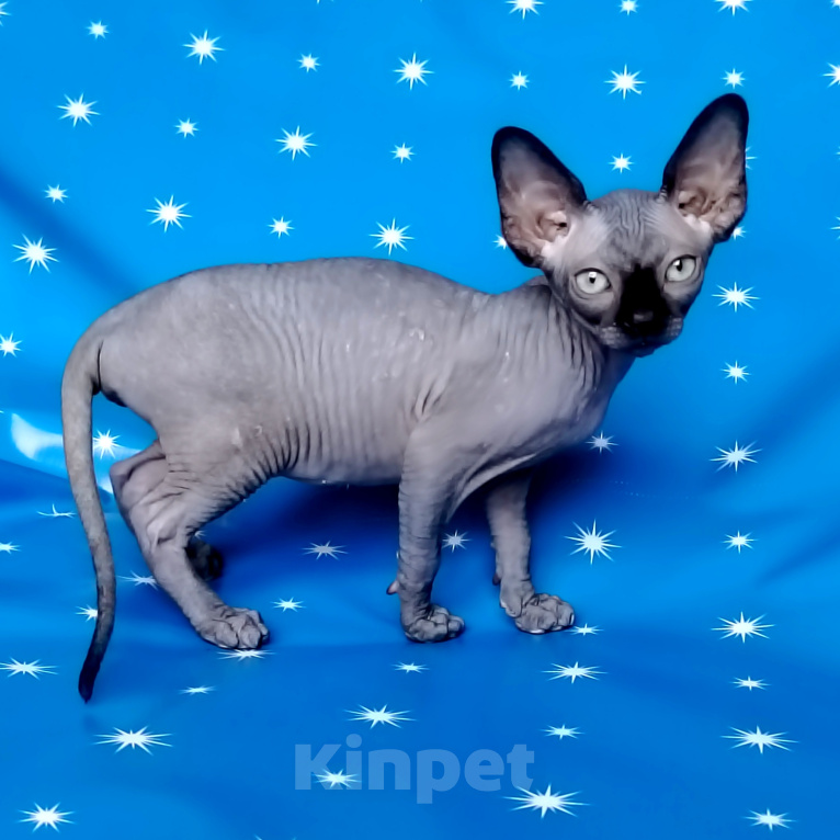 Кошки в Королеве: Очаровательная кошечка канадский сфинкс из питомника Девочка, 50 000 руб. - фото 2