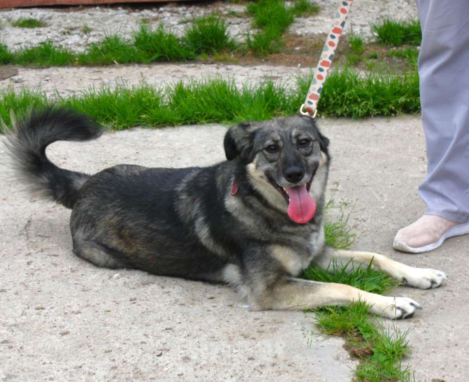 Собаки в Москве: Ласковая, жизнерадостная, позитивная Златочка ждет свою семью, мечтает о доме. Девочка, Бесплатно - фото 4