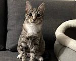 Кошки в Химках: Котенок в добрые руки Девочка, Бесплатно - фото 2