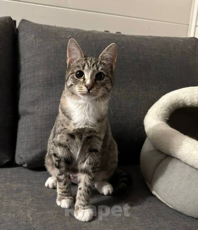 Кошки в Химках: Котенок в добрые руки Девочка, Бесплатно - фото 2