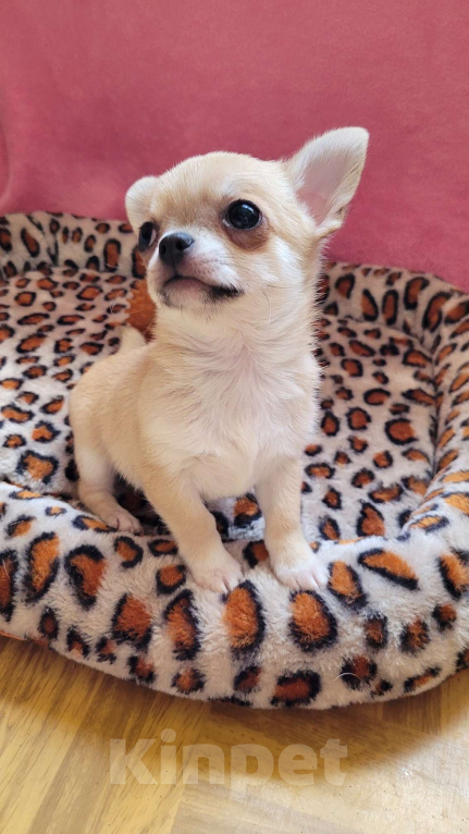 Собаки в Москве: Чихуахуа шикарный мальчик Мальчик, 45 000 руб. - фото 4