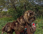 Кошки в Москве: Кошечки мейн кун  Девочка, 55 000 руб. - фото 8
