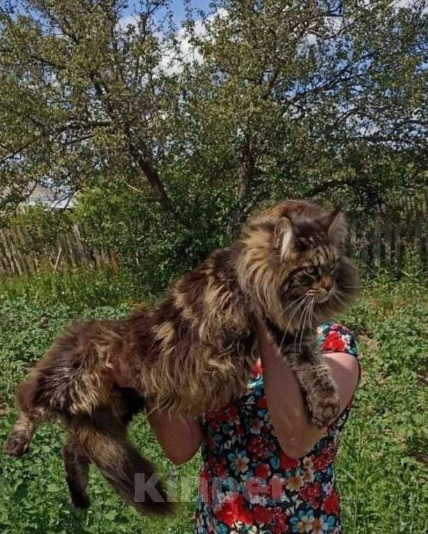 Кошки в Москве: Кошечки мейн кун  Девочка, 55 000 руб. - фото 8